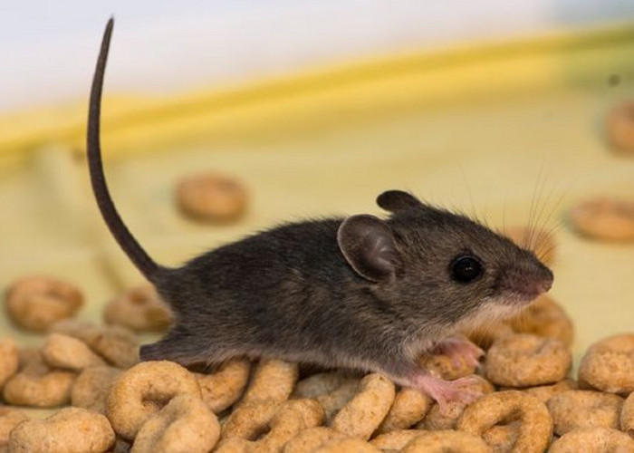 Aromanya Buat Tikus Menjauh, Ini Dia 5 Aroma Yang Tidak Disukai Tikus, Cocok Usir Tikus Keluar Rumah!