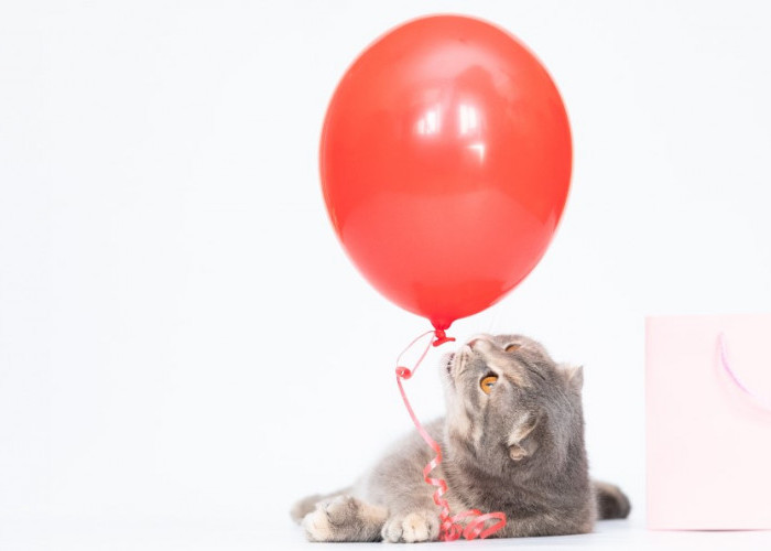 Karena Trauma? Ini 5 Alasan Kenapa Kucing Takut Balon, yang Mungkin Pernah Kamu Sepelekan