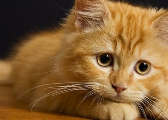 Bagaimana Cara Mengetahui Perasaan Kucing agar Tidak Kabur dari Rumah? Inilah 5 Alasan Kucing Kabur