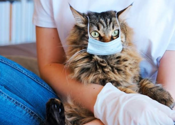 Daftar Penyakit Zoonosis yang Bisa Ditularkan oleh Kucing, Kotak Kotoran Harus Sering Dibersihkan