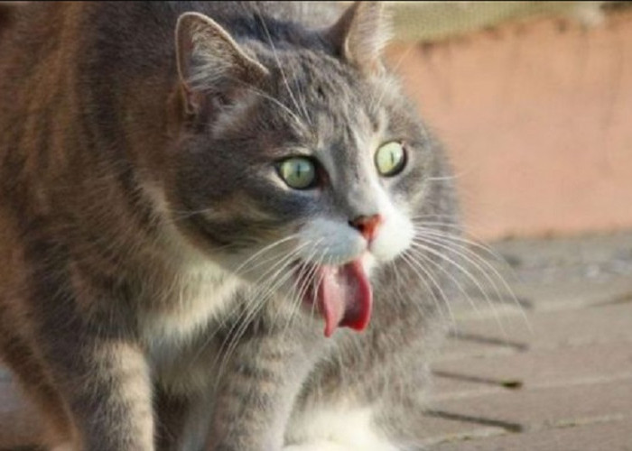 7 Bau Yang Tidak Disukai Kucing Liar, Cocok Untuk Mengusir Kucing Tanpa Menyakiti!