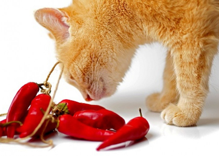 Mengenal 5 Aroma Yang Tidak Disukai Kucing Liar, Cocok Untuk Mengusir Kucing Liar Agar Tidak Berak Sembarangan