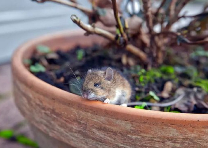 Tikus Pusing Karena Baunya, Ini Dia 5 Jenis Tanaman Yang Efektif Mengusir Tikus Dari Rumah