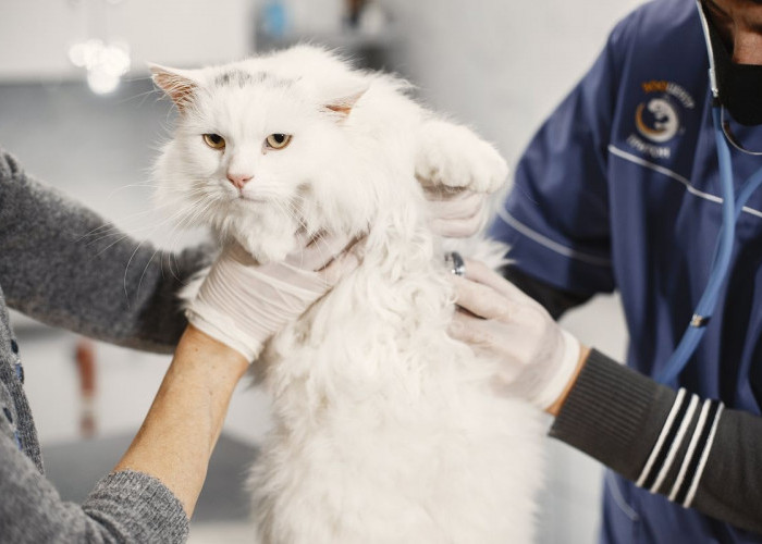 Harga Steril Kucing Jantan Dua Kali Lebih Murah Dibanding Kucing Betina