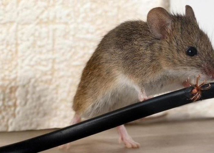 Ungkap Peneliti: ‘Beginilah Cara Ampuh Mengusir Tikus di Rumah’ 5 Cara yang Perlu Anda Tahu!