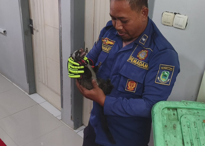 Rumah Warga Caracas Berantakan, Ternyata Ada Musang Masuk, Damkar Turun Tangan