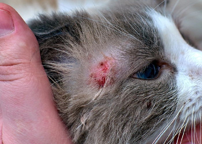 Gejala dan Penyebab Penyakit Scabies pada Kucing, Pemilik Anabul Harus Tahu