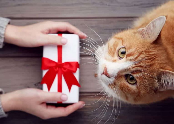 Pasti Suka! Berikut 3 Hadiah Terbaik Untuk Kucing Kampung, Agar Mereka Semakin Patuh dan Bahagia
