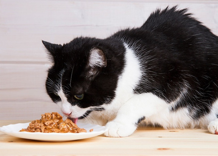 Makanan Basah Atau Kering Yang Bagus Untuk Kucing Peliharaan? Terdapat Kelebihan Dan Kekurangannya Loh!