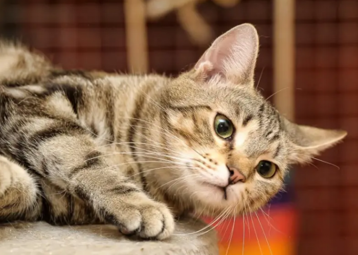 Berikut 7 Cara Untuk Mengetahui Mood Kucing, yang Perlu diketahui Para Catlovers!