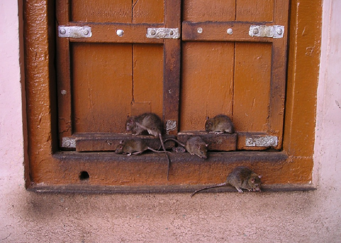 Ternyata Mudah Banget! Begini 3 Cara Agar Tikus Tidak Masuk Rumah, Simak Penjelasannya!