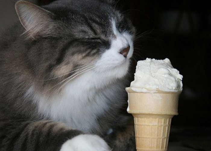 Ketahui Apakah Kucing Boleh Makan Es Krim dan Bagaimana Dampaknya untuk Anabul?