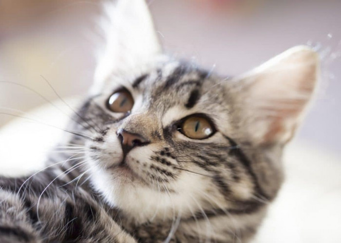 Inilah 7 Cara Menemukan Kucing Hilang Menjadi Solusi agar Kucing Mudah Ditemukan!