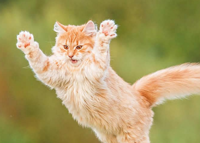 Dijuluki Punya 9 Nyawa, Inilah 4 Kemampuan Super Kucing yang Unik