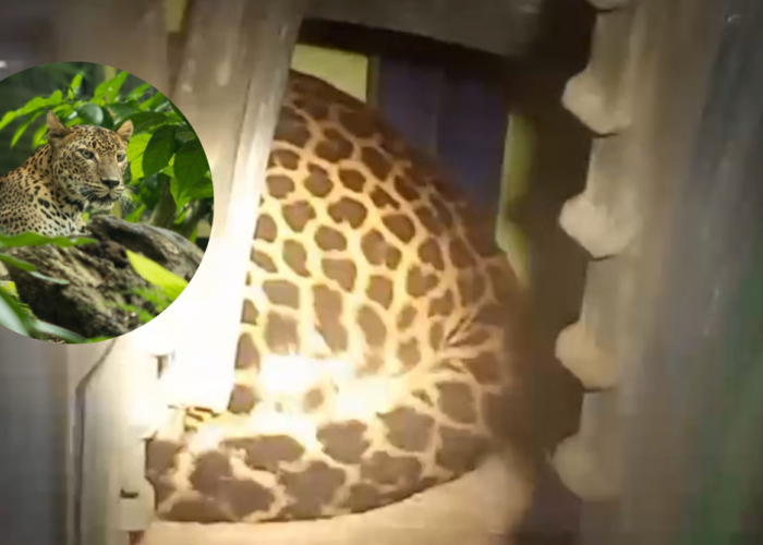 Terlihat di Kuningan! Ini Dia 5 Fakta Unik Macan Tutul Jawa, Kucing Besar Terakhir di Pulau Jawa