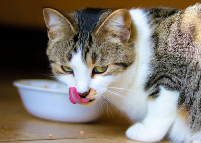 Buat Bulu Kucing Makin Cantik dan Tebal, Ini Dia 5 Makanan Kucing Murah Bikin Gemuk dan Buat Bulu Makin Tebal