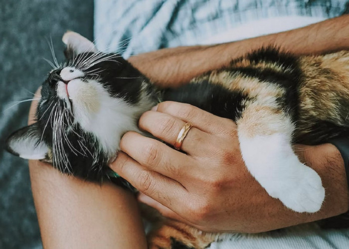 Mengenal 5 Cara Kucing Menunjukan Cinta dan Kasih Sayang Kepada Manusia, Ternyata Ini Yang Di Lakukan Kucing