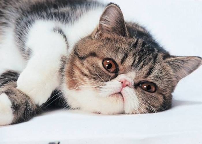 Ayo Peka Terhadap Tingkah Kucing! 7 Tanda Kucing Ungkapkan Terima Kasih Kepada Pemiliknya yang Jarang Disadari