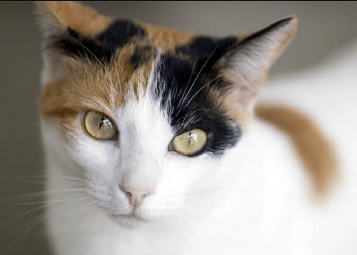 Simak 4 Cara Memelihara Kucing agar Mendapatkan Rezeki dan Bawa Hoki ke Rumah!