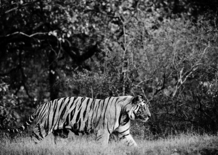Peneliti Yakin Harimau Jawa Masih Ada dan Hidup di Pulau Jawa, Masyarakat Diminta Agar Bisa Hidup Berdampingan