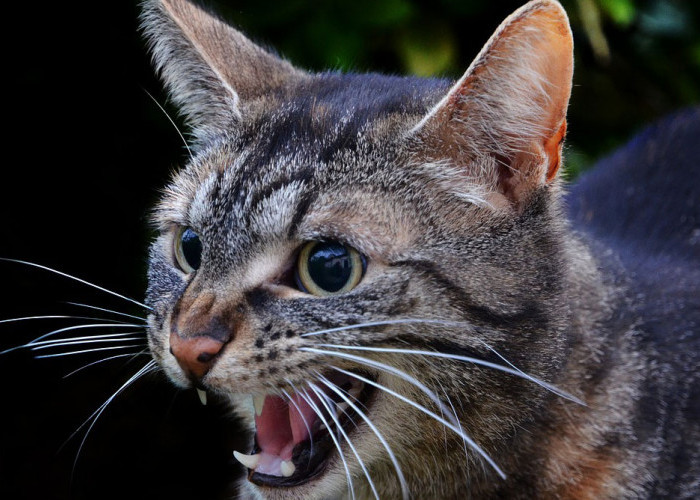 Inilah 5 Penyebab Kucing Agresif yang Perlu Kamu Pahami, Bisa Mencakar Hingga Mengigit