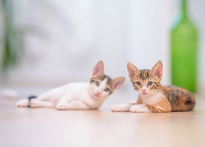 Beda Dari Yang Lain, Berikut Sifat Kucing Belang Tiga Yang Belum Kamu Ketahui, Simak Penjelasannya