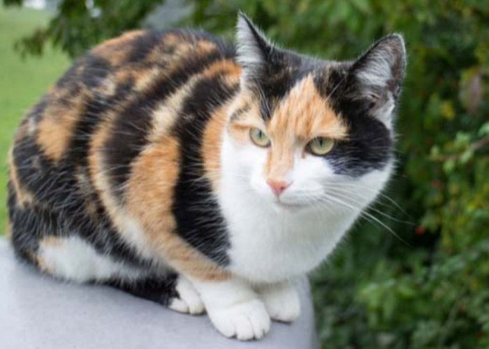 7 Fakta Unik Kucing Kampung Calico, Dipercaya Bisa Membawa Keberuntungan