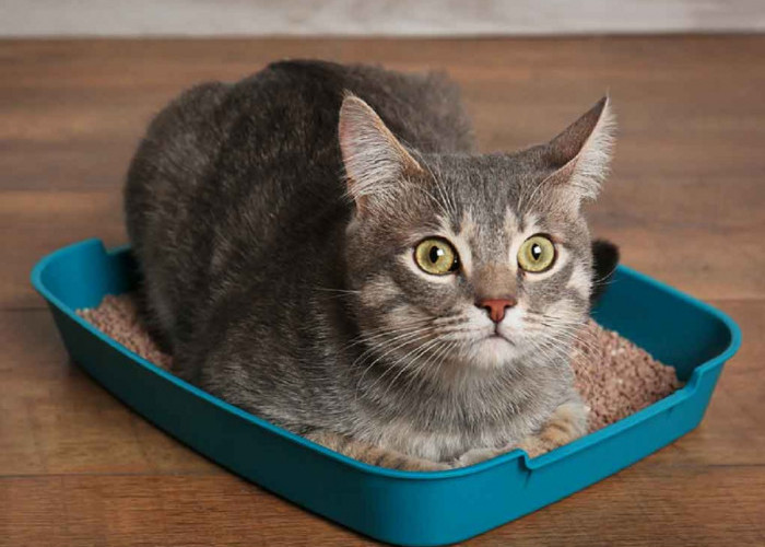 Ini Dia 8 Manfaat Kotoran Kucing yang Sering Dianggap Bau, Salah Satunya Bisa Jadi Pewangi