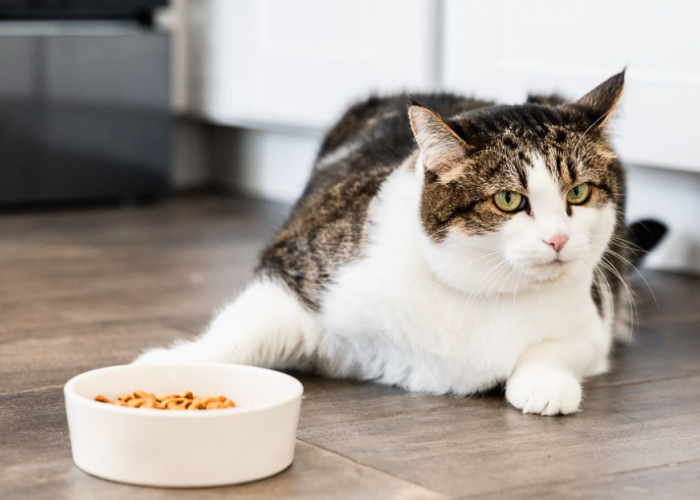 Kenapa Kucing Minta Makan Padahal Masih Sisa di Pinggir Mangkuknya? Ternyata Ini 3 Alasannya
