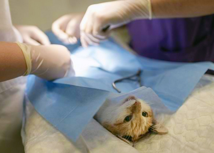 Biaya dan Syarat Sterilisasi Kucing Jantan dan Betina, Benarkah Jantan Lebih Mahal? Kucing Ras Beda Lagi!