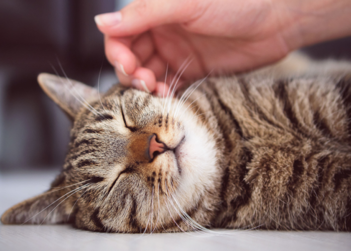 Instan dan Mudah! Ini 3 Cara Berteman dengan Kucing Kampung, Agar Bisa Kita Pelihara dan Jinak