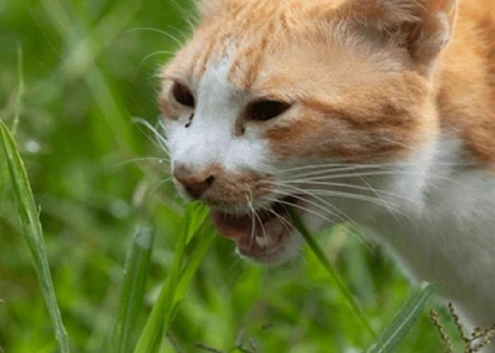 Kenali 5 Manfaat Kucing Makan Rumput, Benarkah Baik Untuk Kesehatan Anabul?