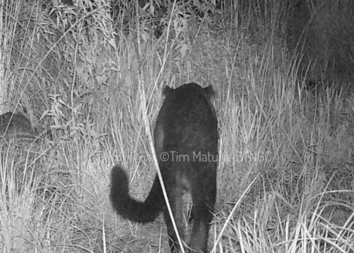 Kucing Besar dari Pulau Jawa Terancam Punah, Justru di Gunung Ciremai Ada Indikasi Penambahan 3 Ekor