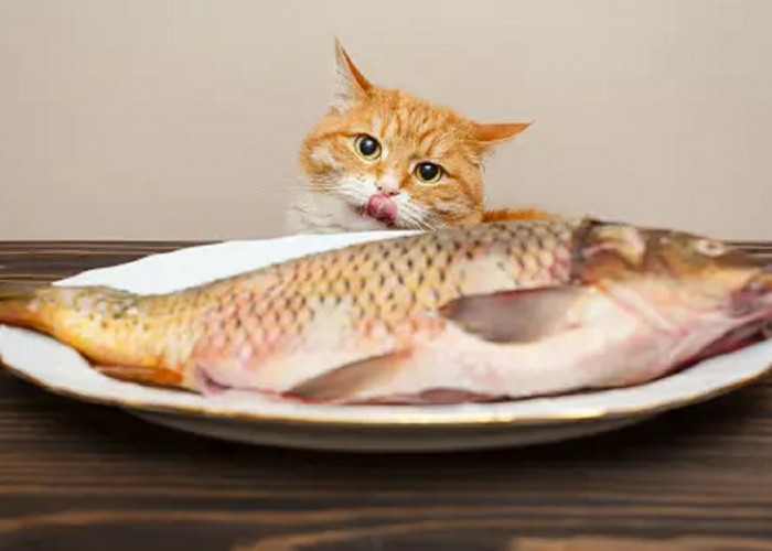 3 Tips Membuat Makanan Kucing Sederhana Berbahan Dasar Ikan dan Ayam ,Yuk Simak
