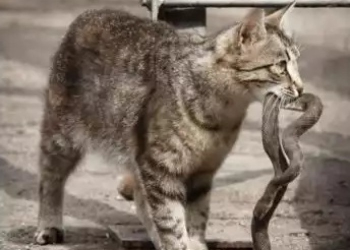 Bikin Ular Ngesot Kocar-kacir Inilah 5 Alasan Ular Takut Kucing yang Jarang Diketahui, Oh Ternyata Ngeri!