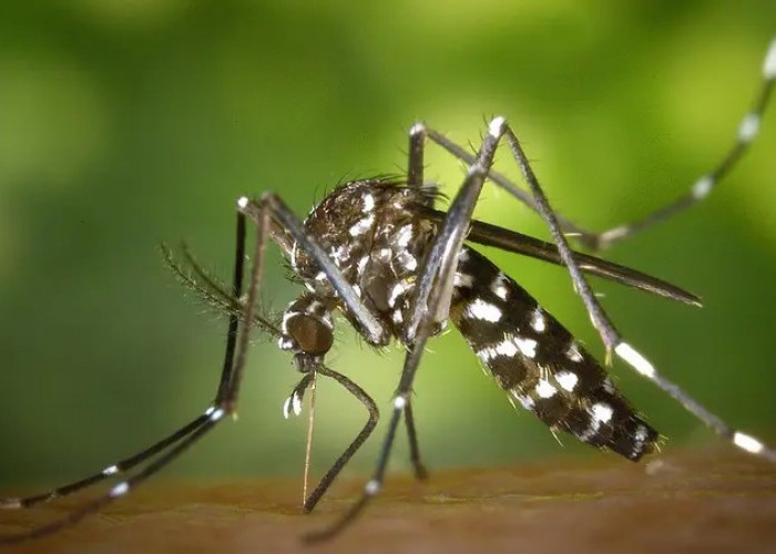 Demam Berdarah Dengue (DBD) Merajalela! Lakukan 3 Cara Menghindari Gigitan Nyamuk Aedes Aegypti