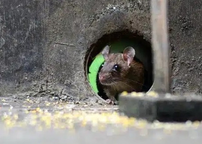 Ini 4 Tempat Sarang Tikus di Rumah yang Perlu Kamu Basmi, Agar Tikus Pergi dari Rumah!