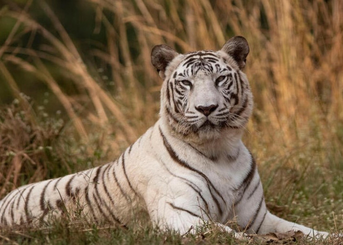 Harimau Putih Berasal dari Mana? Berikut 7 Fakta Unik Tentang Harimau Putih yang Langka