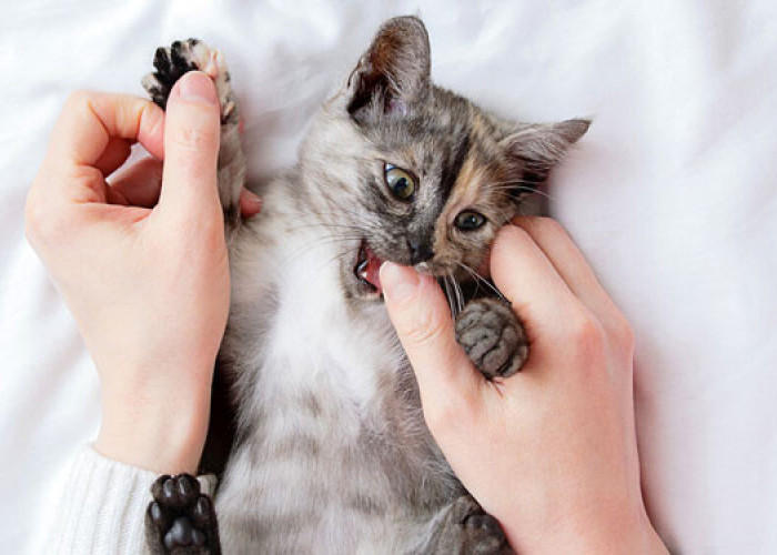 Unik! 5 Alasan Kenapa Kucing Suka Menggigit Pemiliknya, Ternyata Menunjukan Kasih Sayang