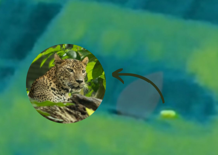 Kamera Drone Thermal Tangkap Penampakan Macan Tutul Kuningan Usia 3 Tahun yang Kabur dari Lembang Park Zoo