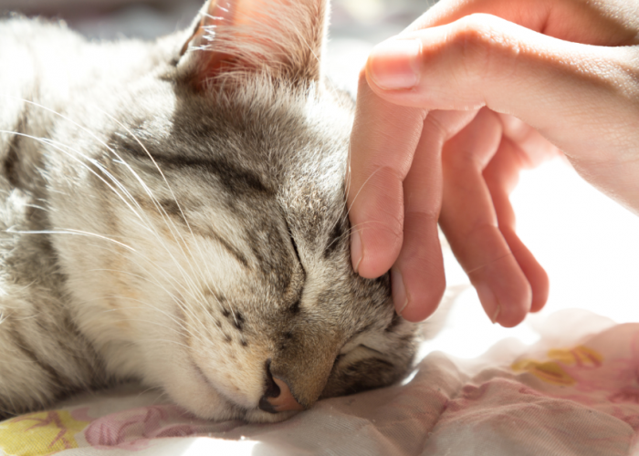 Mungkin Kamu Tidak Sadar! Inilah 5 Keuntungan Memelihara Kucing, yang Ternyata Masih Sering Disepelekan