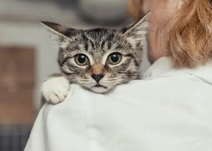 4 Alasan Kucing Menjadi Sedih Ternyata Ini Tandanya, Pemilik Anabul Wajib Tau dan Peka!