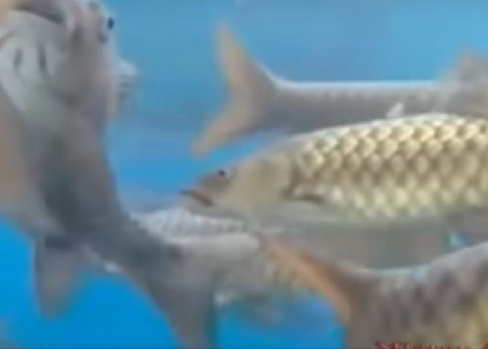 Heboh! Belasan Ikan Dewa di Objek Wisata Cibulan Mati Mendadak, Dikubur Pakai Kain Kapan