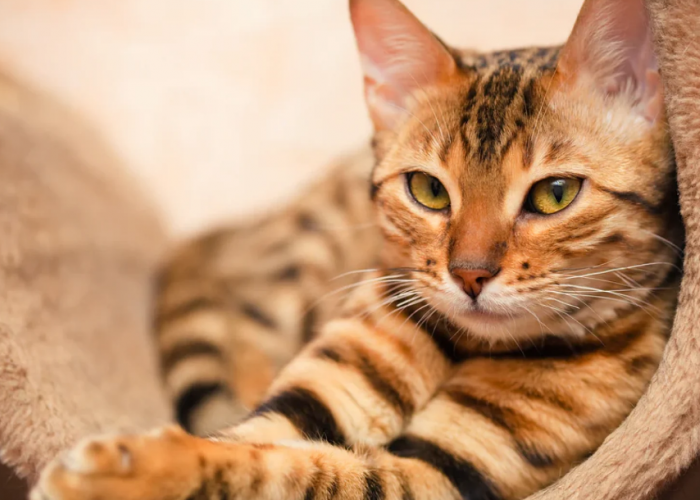 6 Daftar Ras Kucing Terpintar yang Bisa Kamu Pelihara! Nomor 3 Suka Bermain Puzzle!