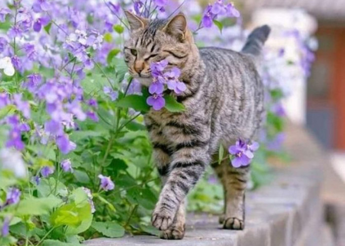 Inilah 7 Bau Tanaman Yang Efektif Untuk Mengusir Kucing Liar Dari Halaman Rumah, Tertarik Untuk Menanamnya?