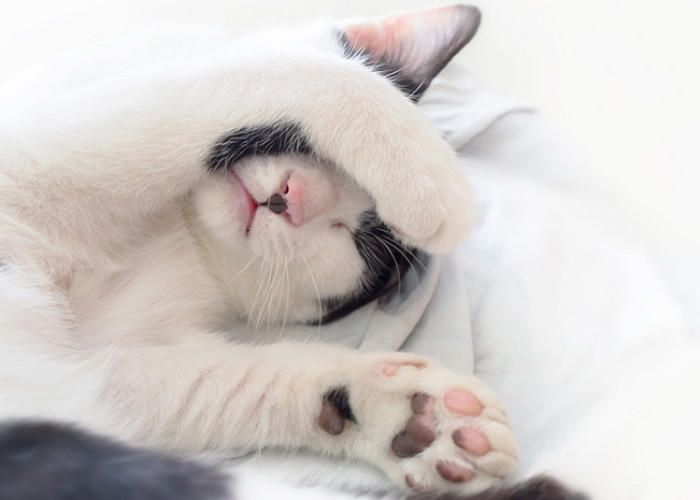 Jangan Dikurung! Simak 5 Tips Mengatasi Kucing Stres Karena Pindah Pemilik