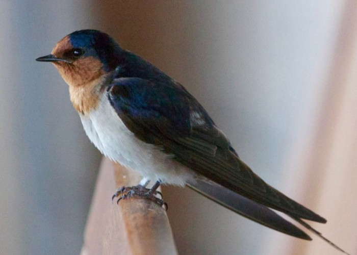 10 Burung Peliharaan yang Dipercaya Pembawa Keberuntungan di Rumah, Salah Satunya Terken Misterius