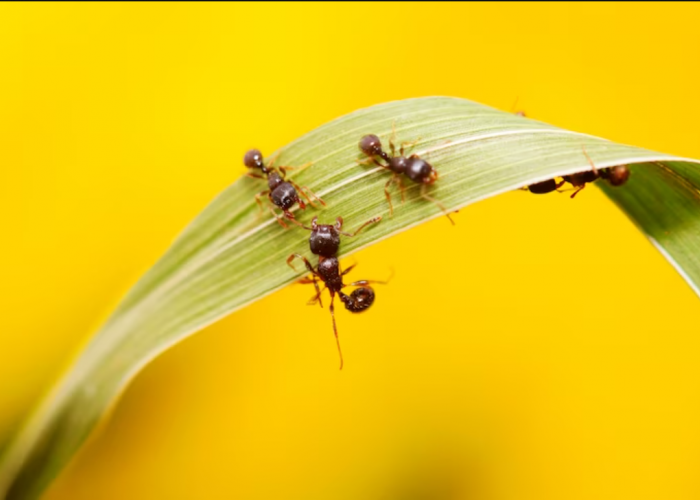 4 Cara Menghilangkan Semut pada Tanaman Hias di Luar Ruangan, Dekorasi Jadi Bebas dari Serangga