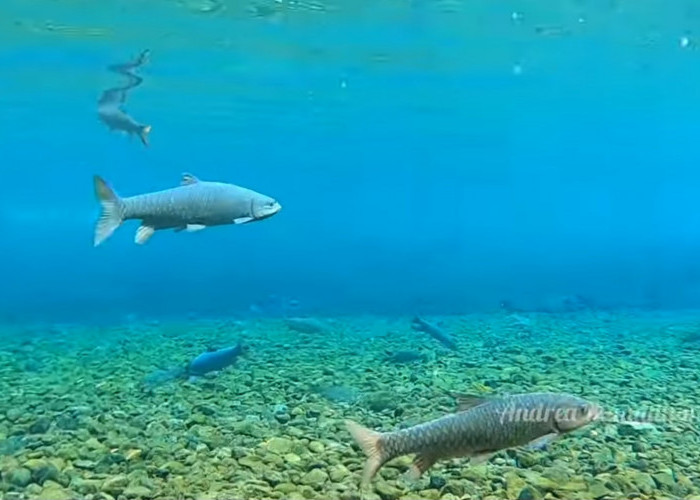 Selain Berenang Bersama Ikan Dewa, Ada Mitos Kepiting Emas di Sumur Cirancana Objek Wisata Cibulan
