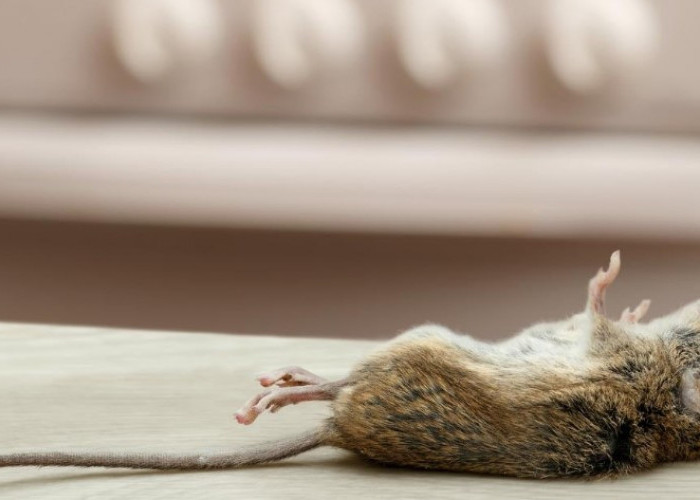 5 Panduan Cara Menghilangkan Bau Bangkai Tikus Permanen, Cuma Butuh Cuka atau Kopi!